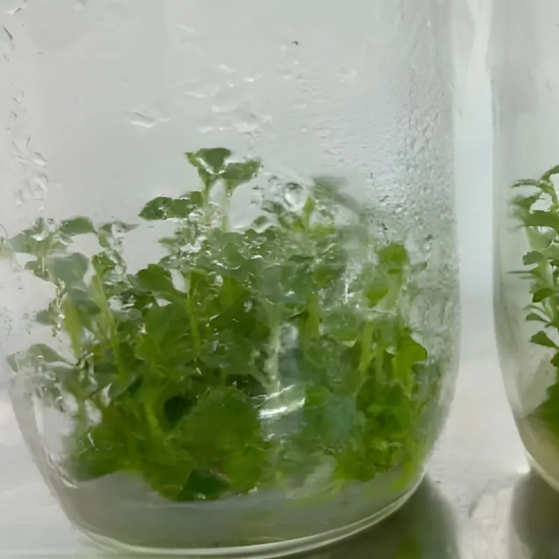 Cúc mâm xôi mini cấy mô