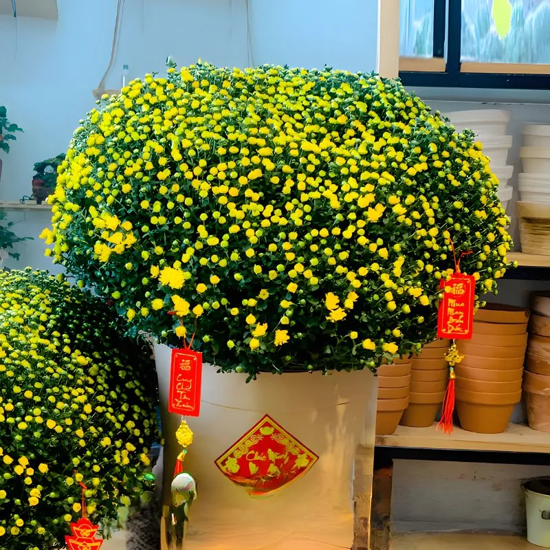 Cúc Mâm Xôi Mini Cấy Mô - Ảnh 5