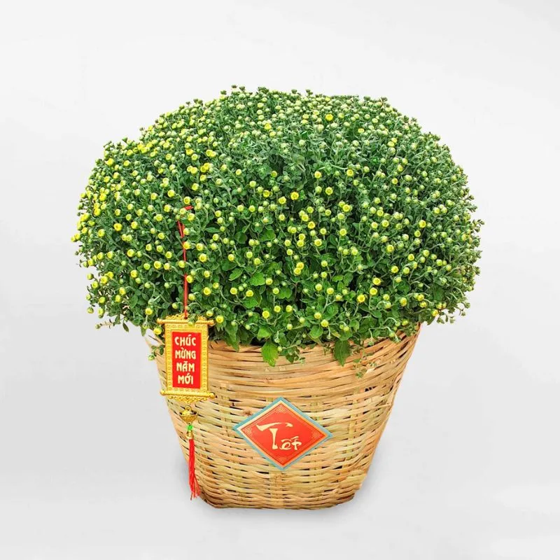 Cúc Mâm Xôi Mini Cấy Mô - Ảnh 4