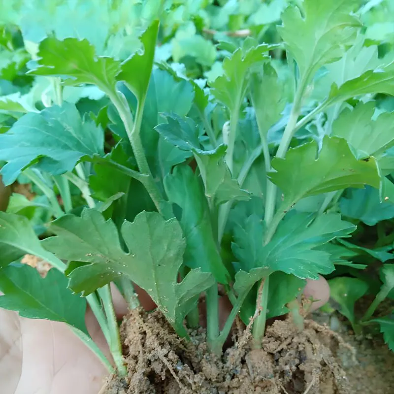 Cúc mâm xôi mini cấy mô