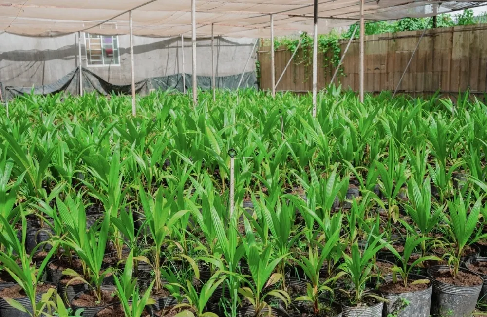 Cách chọn Dừa Sáp Cấy Mô đúng nhu cầu, đúng giá trị