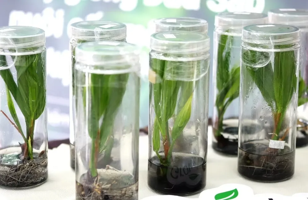 Vì sao nên chọn Dừa Sáp Cấy Mô tại ViGen?