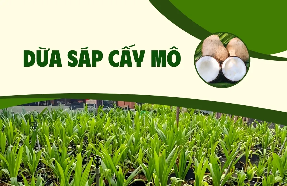 Dừa Sáp Cấy Mô