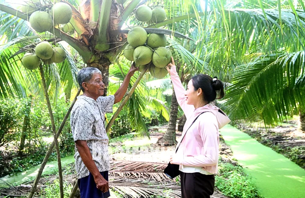 Giá trị kinh tế cây dừa sáp