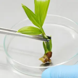 Dừa sáp vàng cấy mô SAĐ2