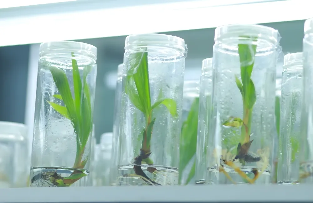 Đặc điểm sinh học cây dừa sáp vàng cấy mô