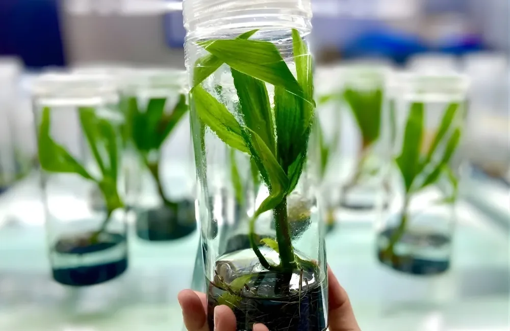 Giá trị kinh tế & tiềm năng phát triển của cây dừa sáp vàng