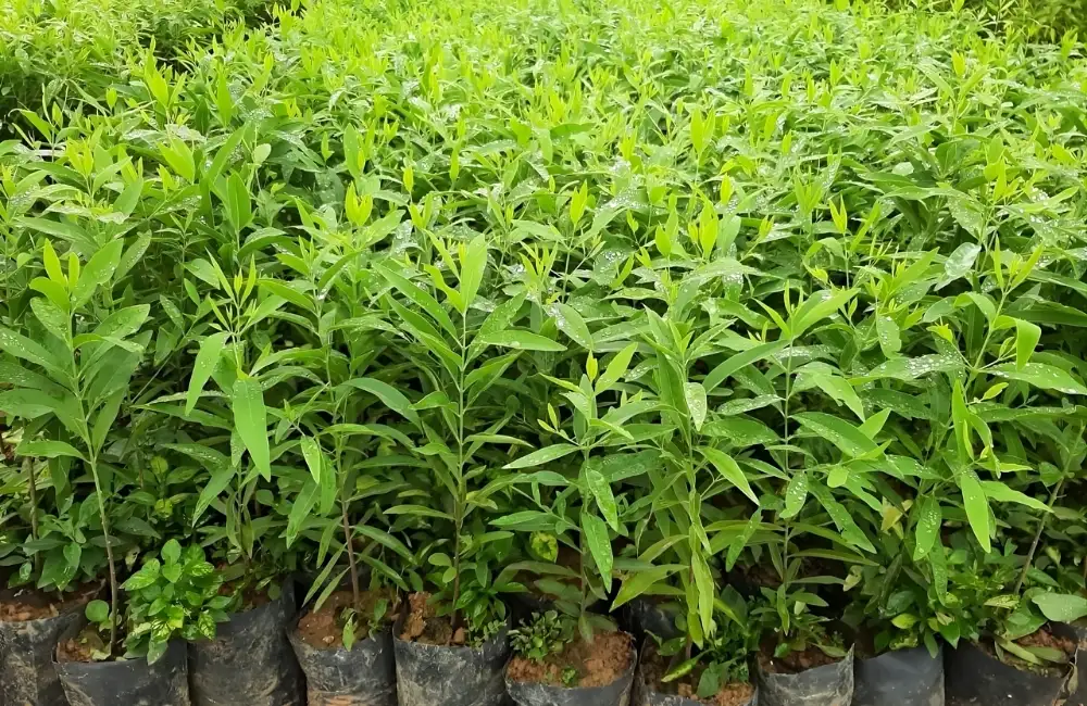 Cây xuất vườn trồng rừng