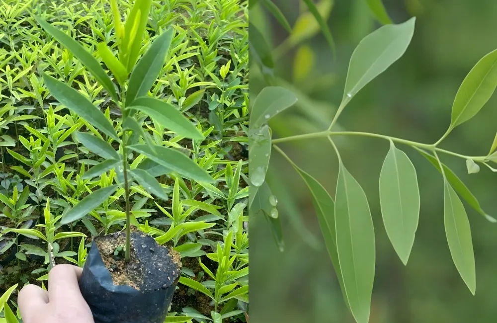 Yếu tố ảnh hưởng giá cây đàn hương cấy mô