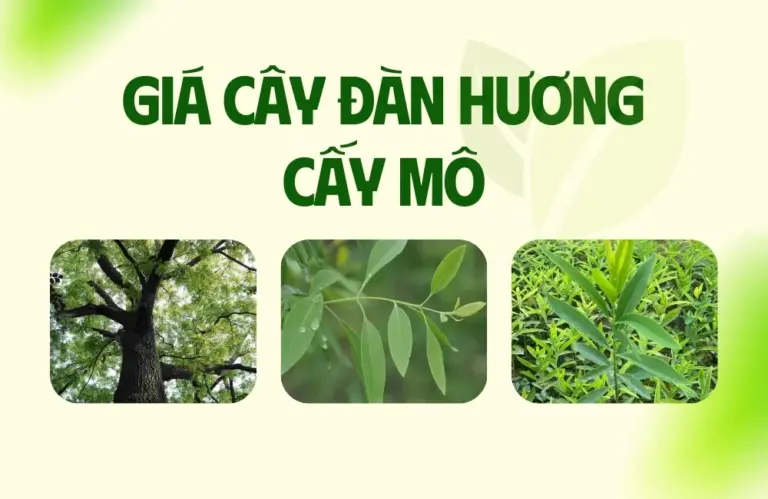 Giá cây đàn hương cấy mô mới nhất chuẩn thị trường