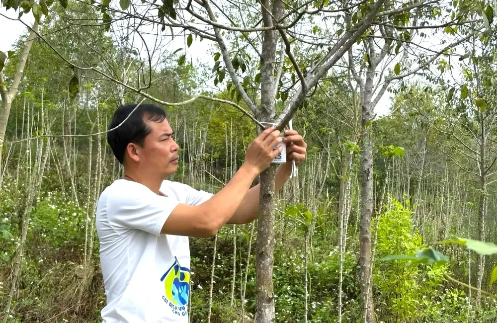 Giai đoạn cho giá trị cao nhất của cây đàn hương