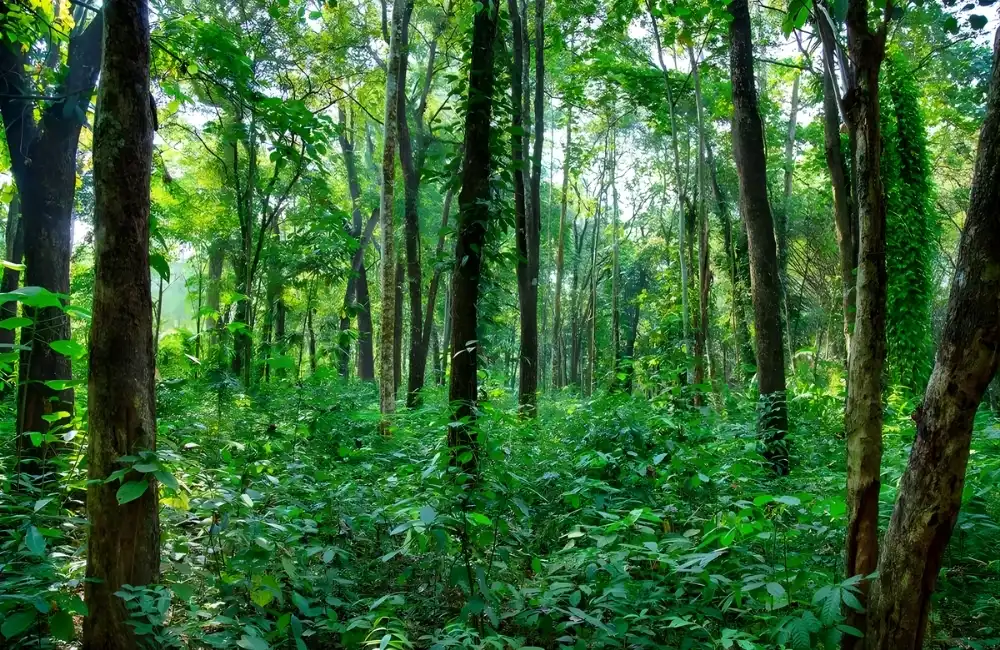 Rủi ro & lưu ý khi đầu tư trồng đàn hương