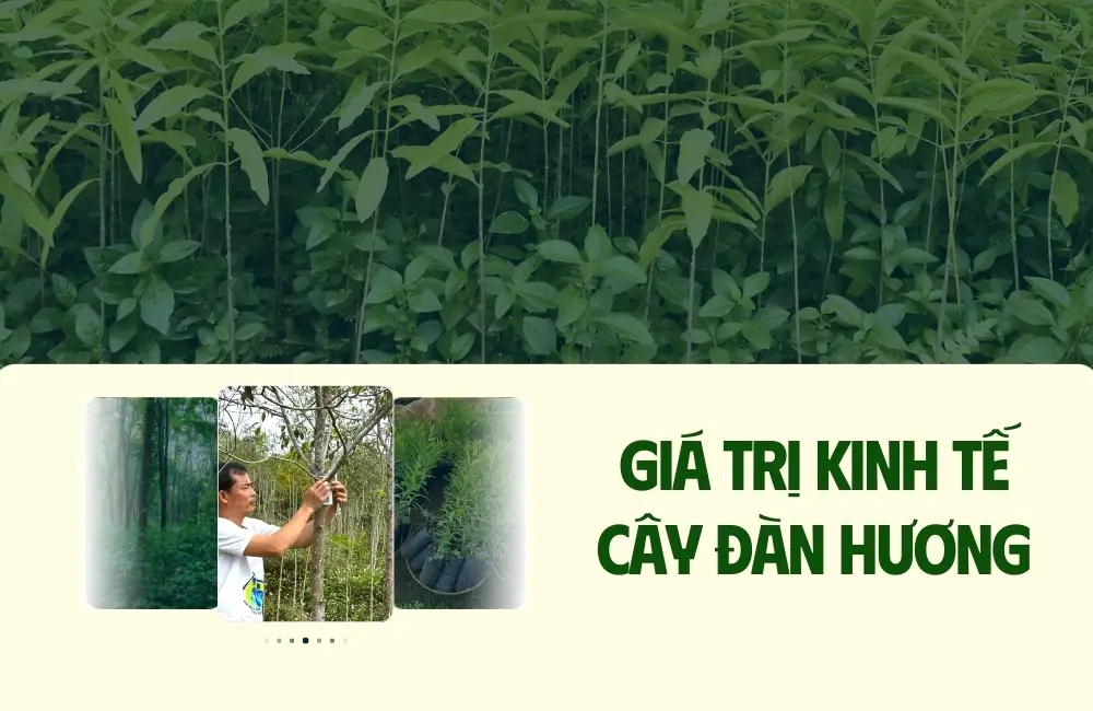 giá trị kinh tế cây đàn hương