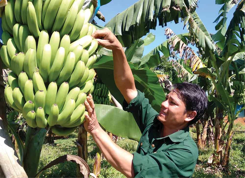 giống chuối có giá trị kinh tế