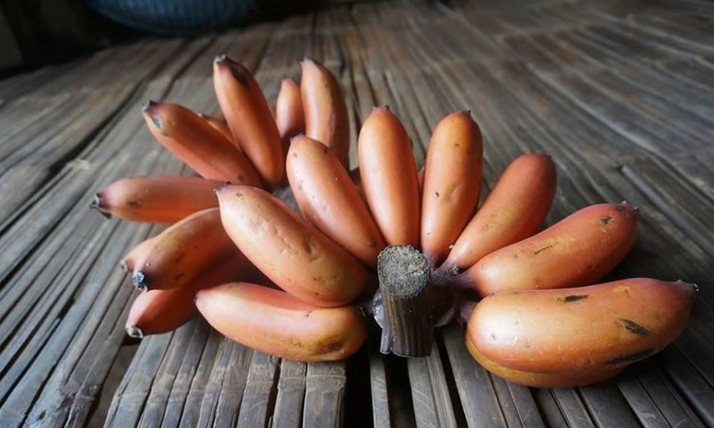 giống chuối có giá trị kinh tế