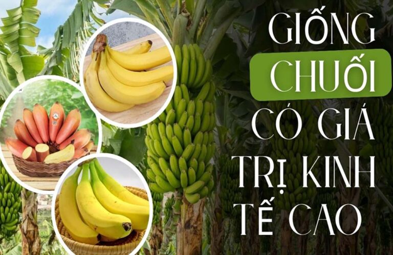 Các giống chuối có giá trị kinh tế cao nên trồng