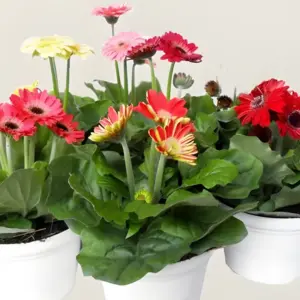 Hoa đồng tiền lùn cấy mô