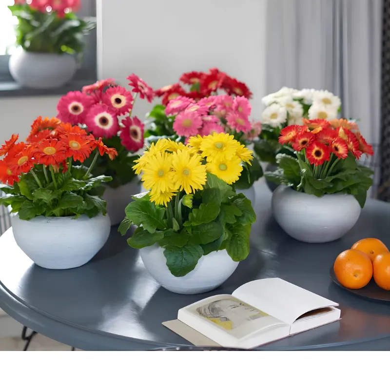 Hoa đồng tiền lùn cấy mô