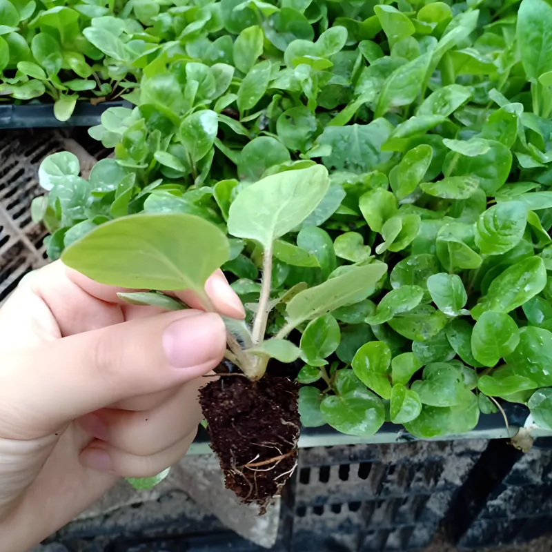 Hoa Đồng Tiền Lùn Cấy Mô