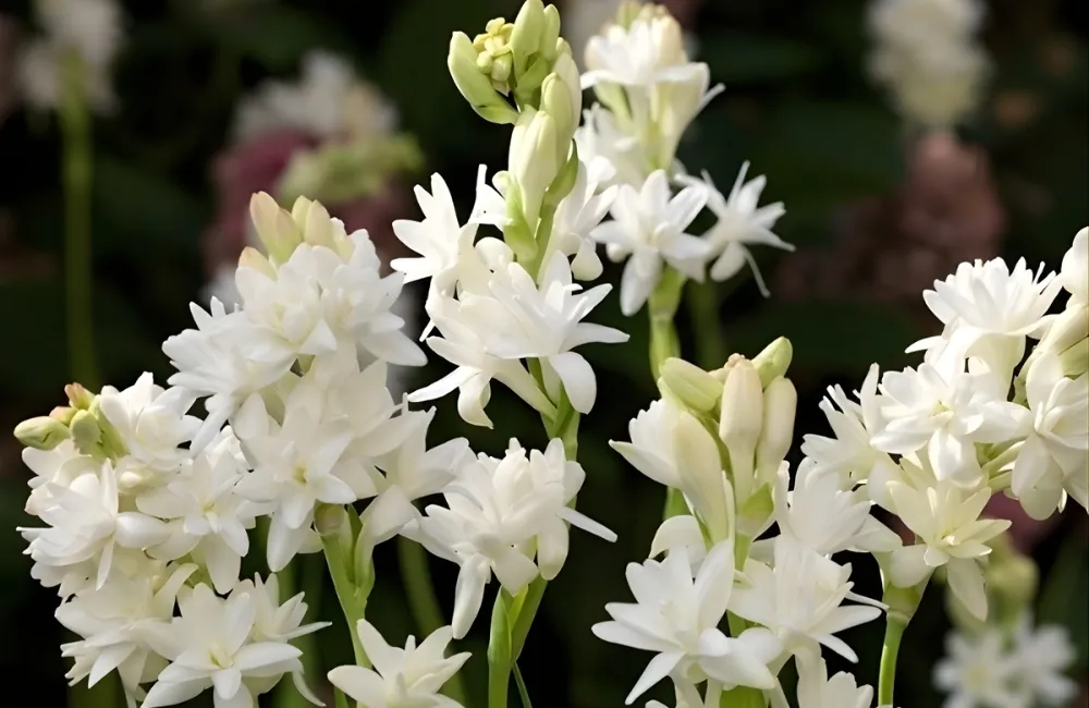 Các giống hoa huệ cấy mô tại ViGen