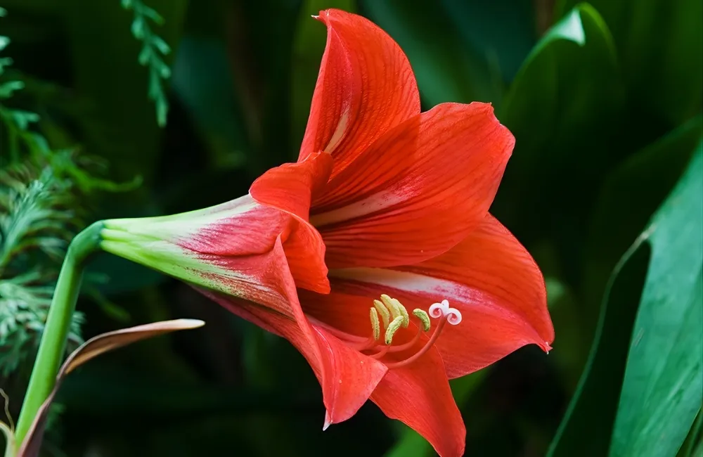 Các yếu tố ảnh hưởng đến giá hoa huệ cấy mô