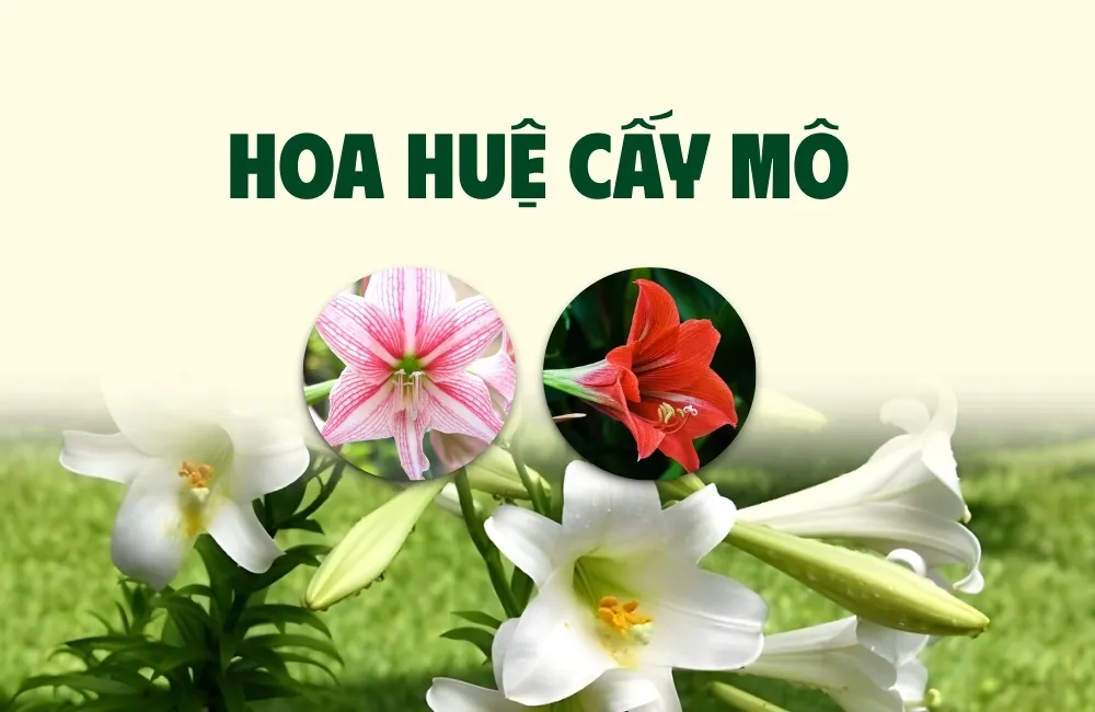 Hoa huệ cấy mô