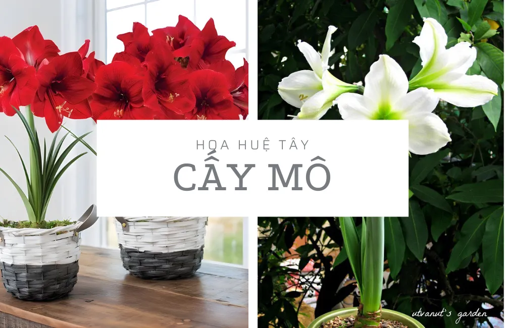 Hoa Huệ Tây Cấy Mô