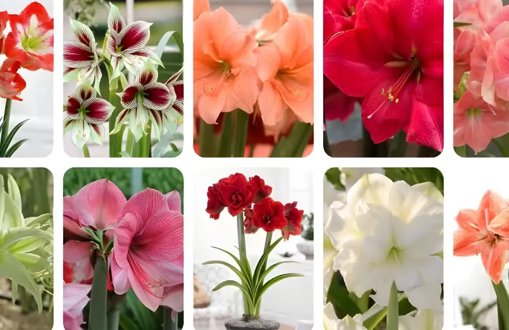 Hoa huệ tây cấy mô