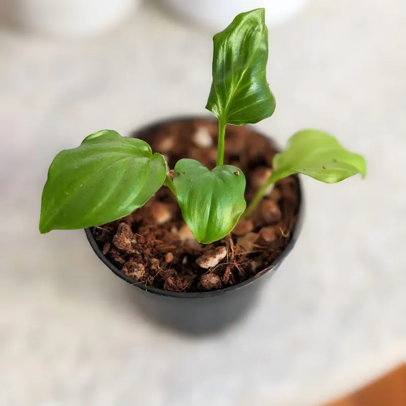 Homalomena Occulta Cấy Mô