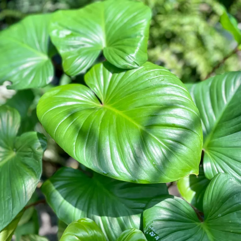 Homalomena Occulta Cấy Mô - Ảnh 3