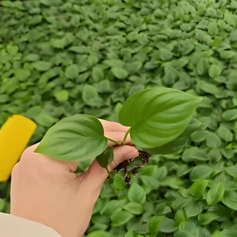 Homalomena Occulta Cấy Mô