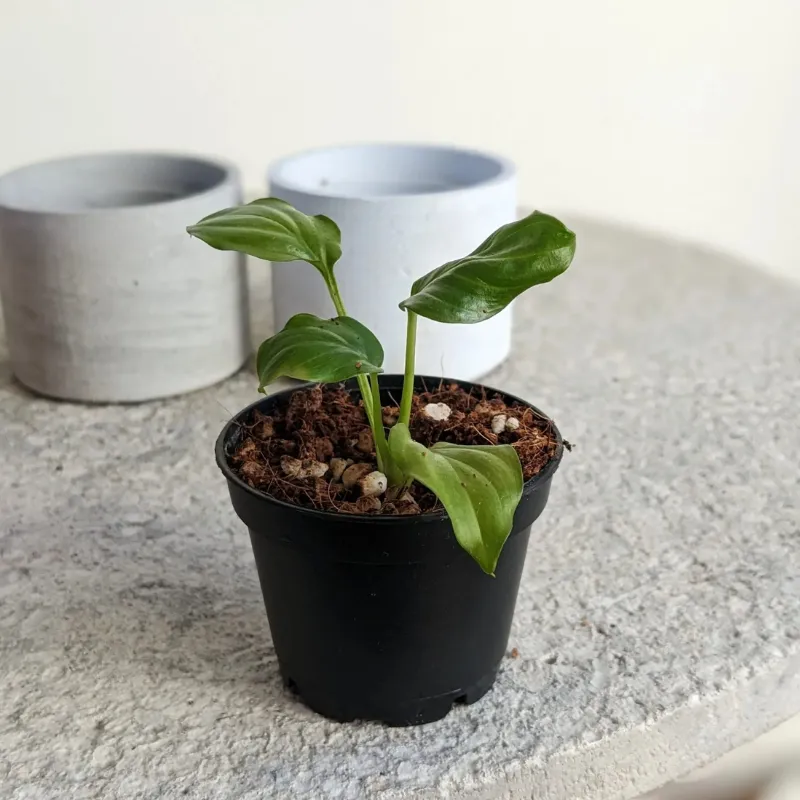 Dòng Homalomena Occulta cấy mô