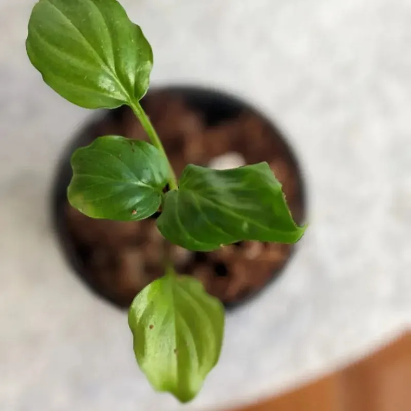 Homalomena Occulta Cấy Mô - Ảnh 6