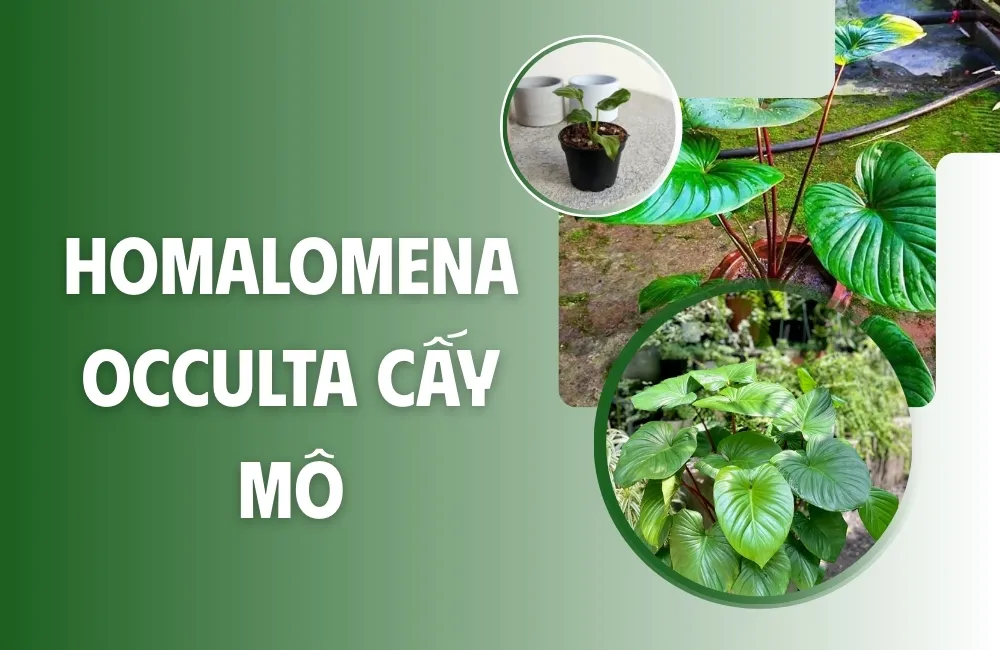 Tổng quan về cây Homalomena Occulta cấy mô