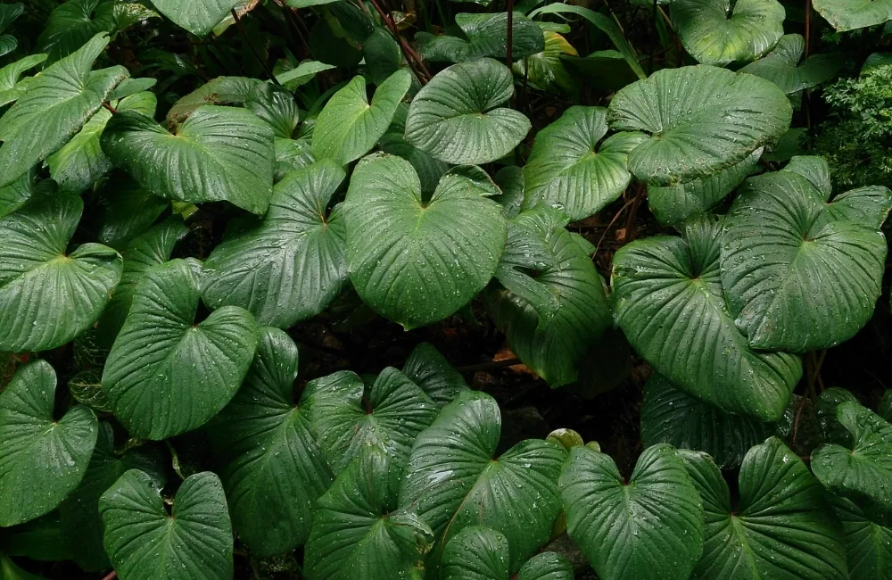 Các dòng và nhóm Homalomena Occulta Cấy Mô phổ biến