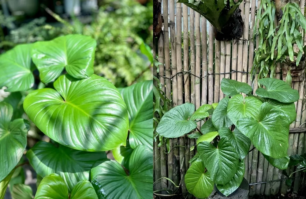 Kỹ thuật trồng và chăm sóc Homalomena Occulta Cấy Mô