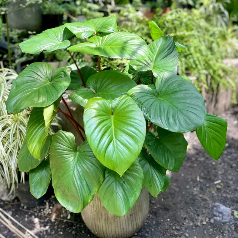 Thiên Niên Kiện cấy mô