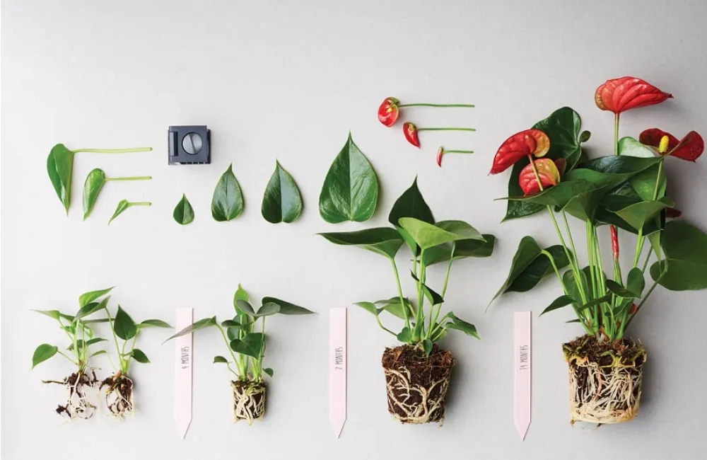 Các dòng và nhóm Hồng Môn Đỏ Cấy Mô phổ biến hiện nay