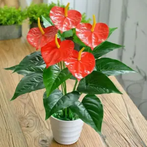 Hồng Môn Đỏ Cấy Mô