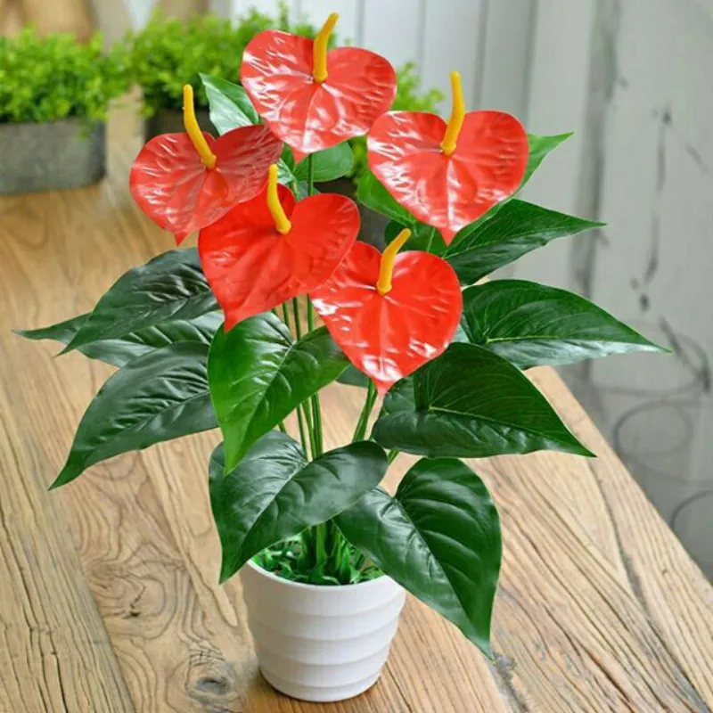 Hồng Môn Đỏ Cấy Mô