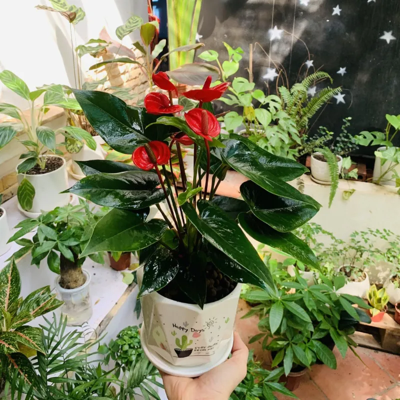 Hồng Môn Đỏ Cấy Mô - Ảnh 3