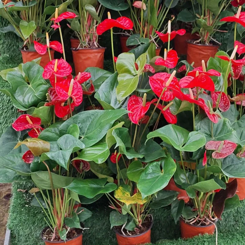 Hồng Môn Đỏ Cấy Mô