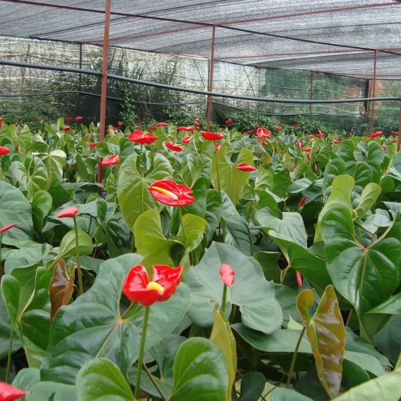 Hồng Môn Đỏ Cấy Mô