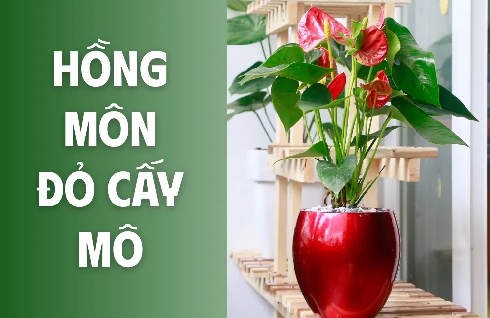 Hồng Môn Đỏ Cấy Mô