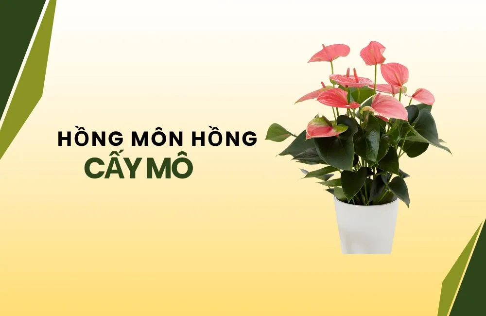 Hồng môn hồng cấy mô