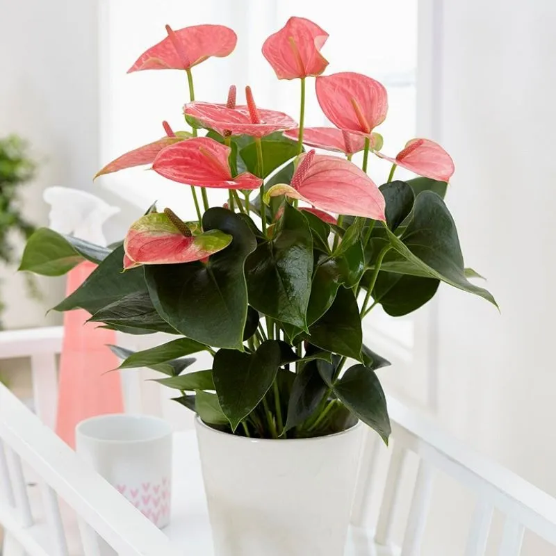 Hồng môn hồng cấy mô