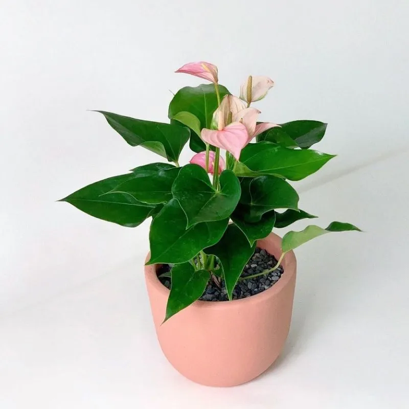 Hồng môn hồng cấy mô tại ViGen