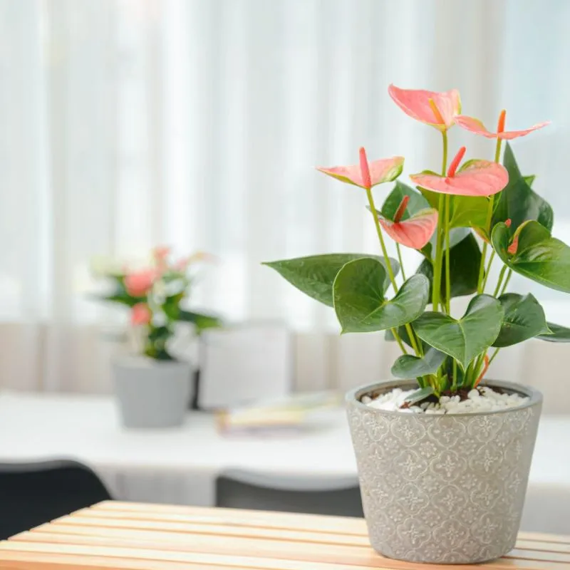 Hồng môn hồng cấy mô tại ViGen