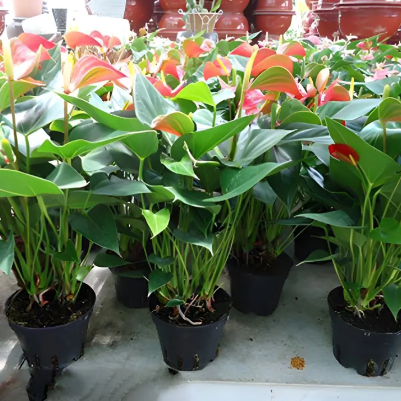 Hồng môn hồng cấy mô tại ViGen