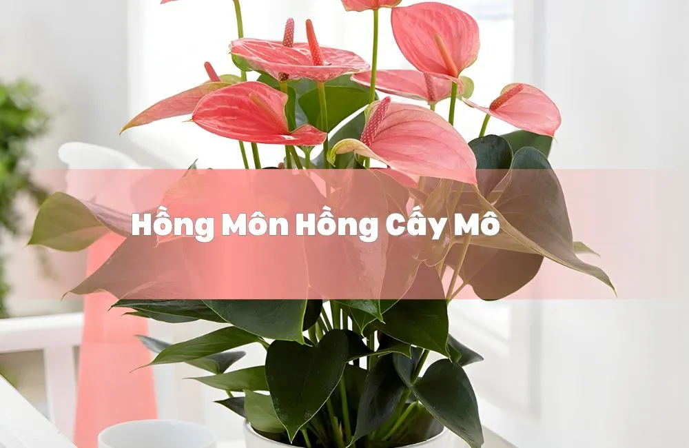 Hồng môn hồng cấy mô